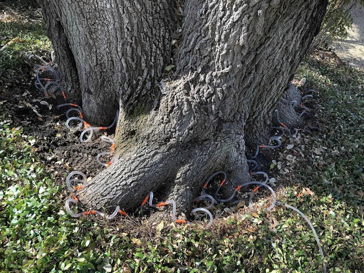 Detailed Tree Cabling and Bracing job site in Johnsonville