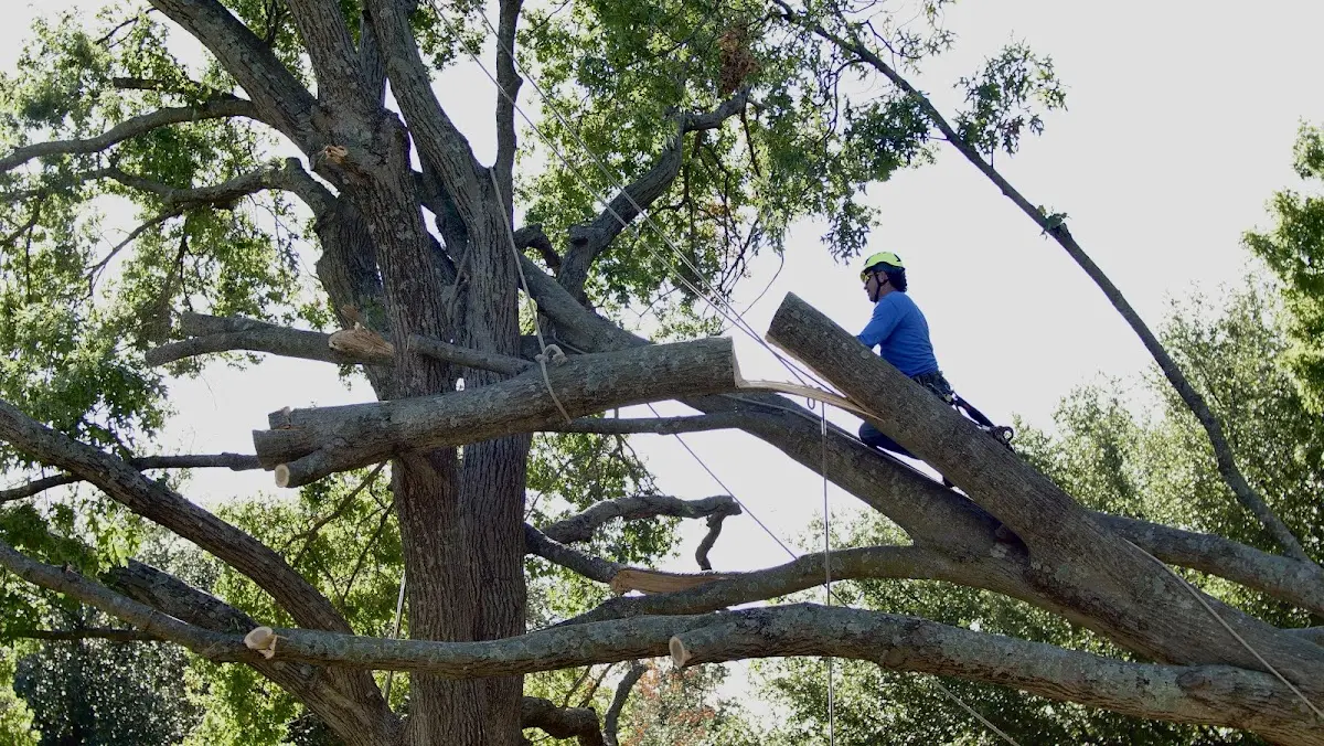 Professional Crown Thinning performed by certified arborists in Johnsonville