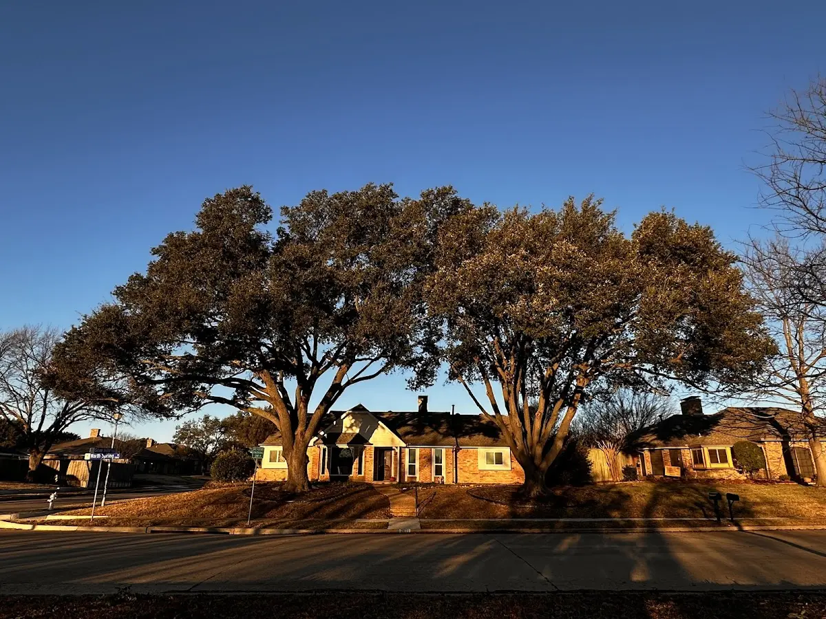 Established residential canopy tree shading a home in Johnsonville